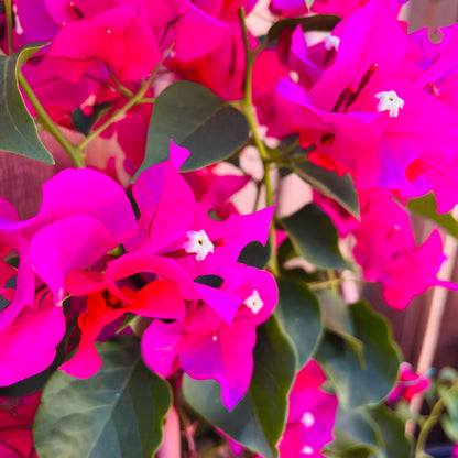 Bougainvillea-tender pink flowers