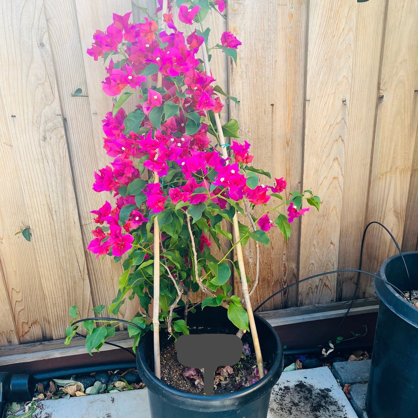 Bougainvillea-tender pink flowers