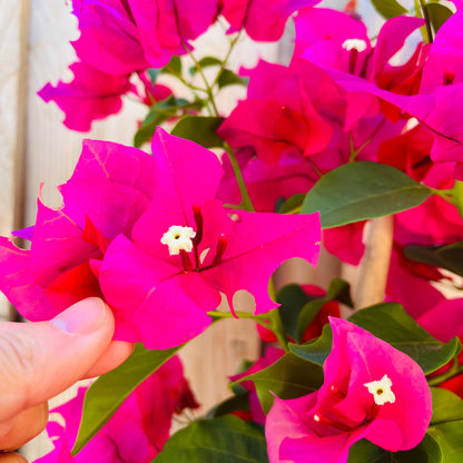 Bougainvillea-tender pink flowers