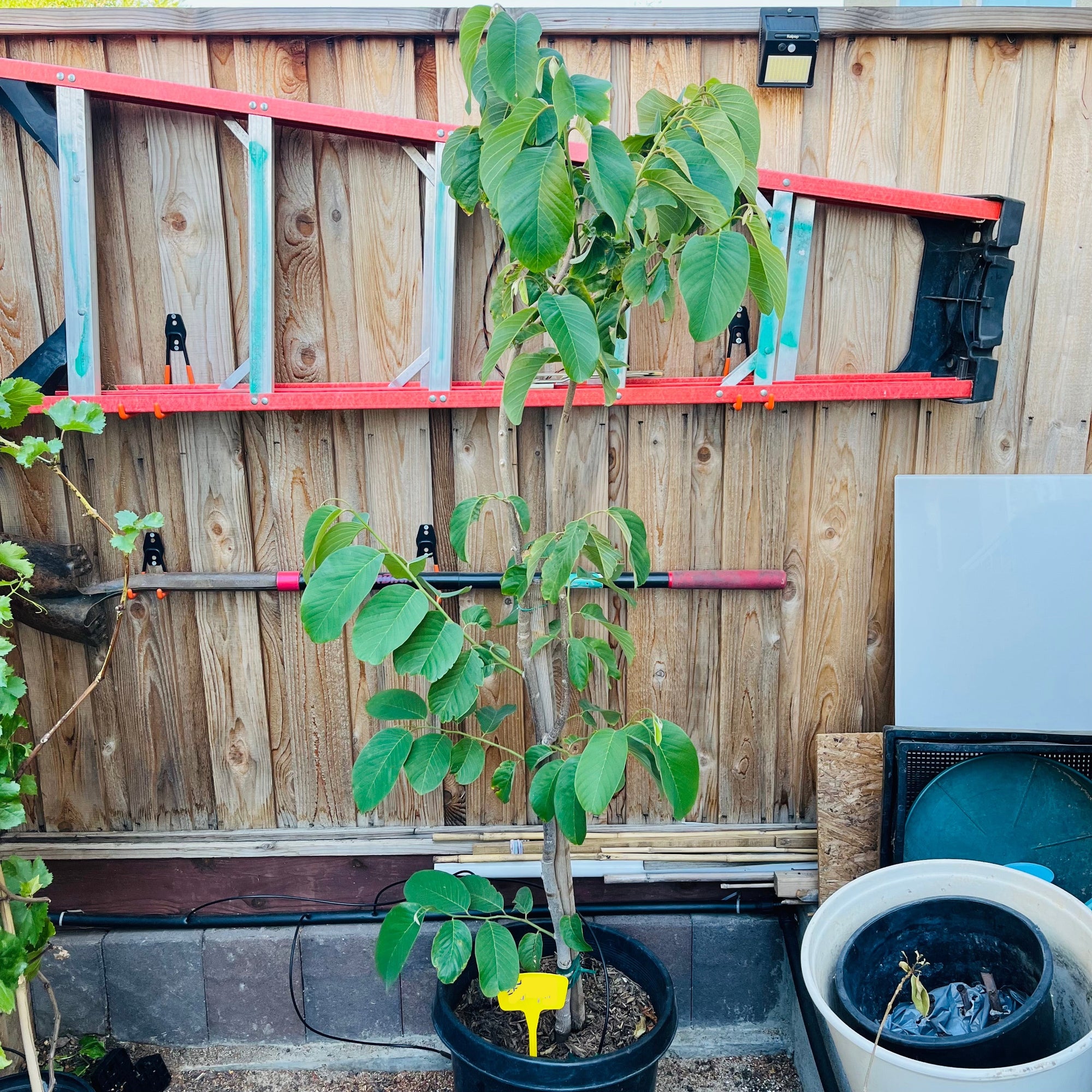 番荔枝树-茶妃释迦