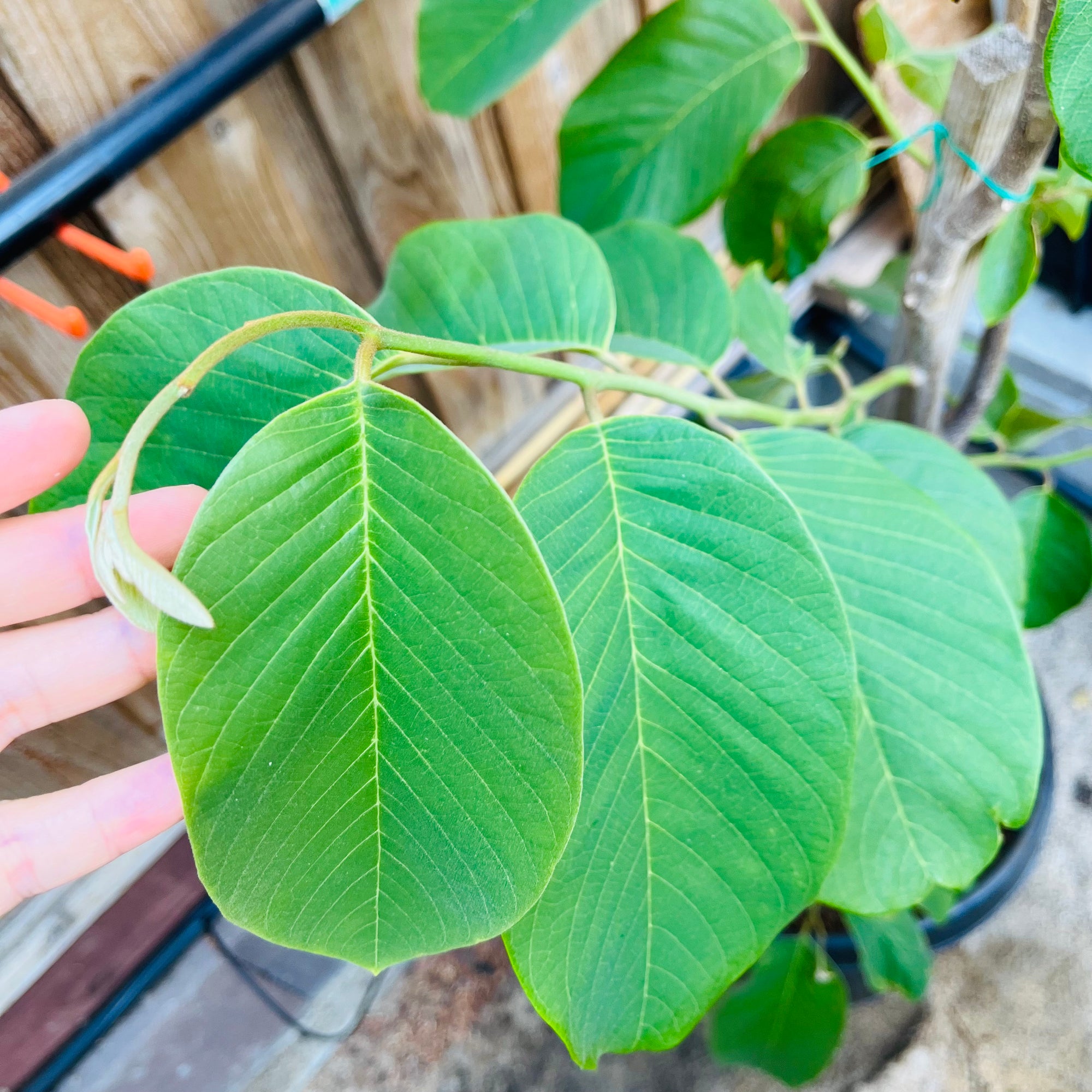 番荔枝树-茶妃释迦