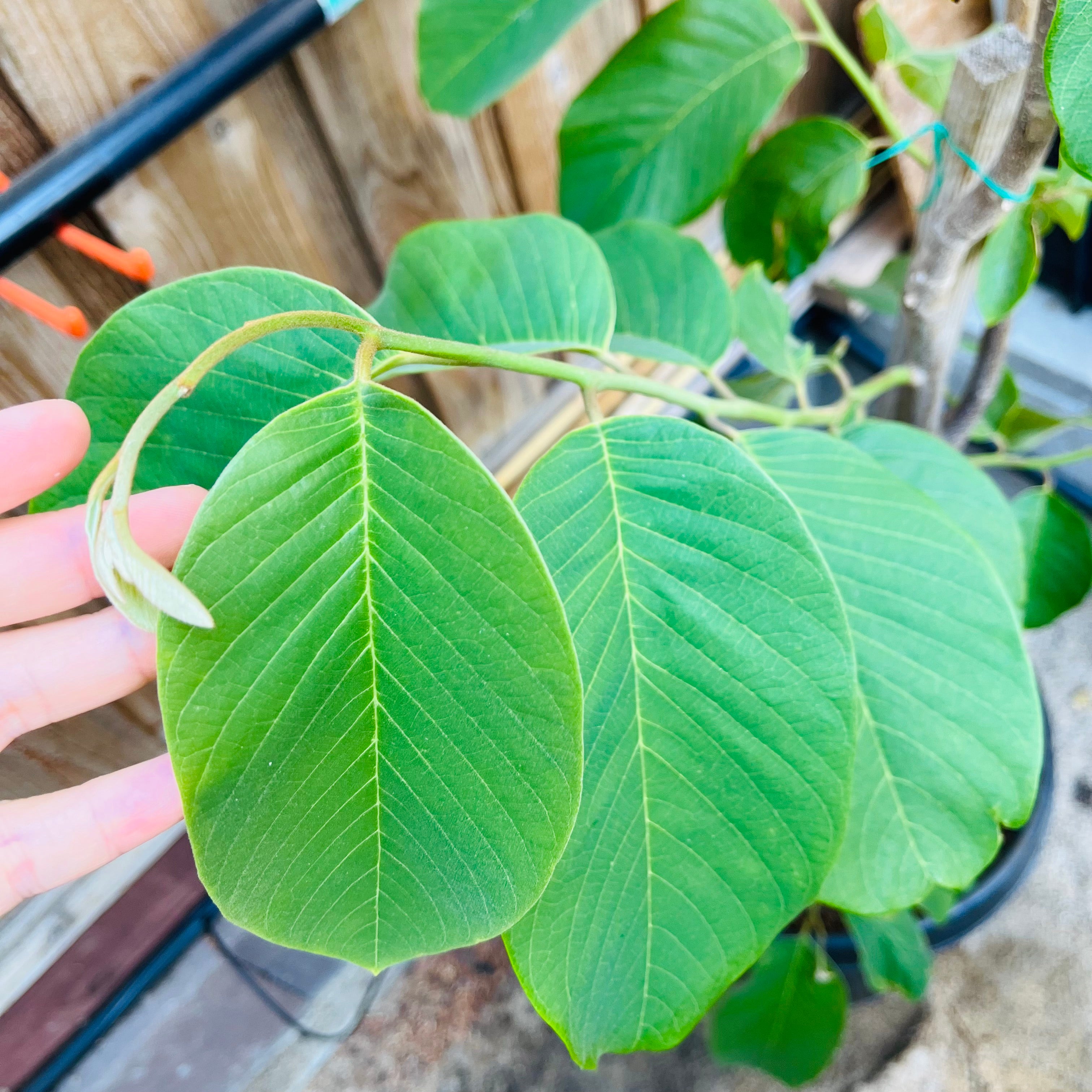 Honeyheart Cherimoya