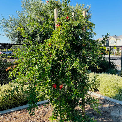 Pomegranate Tree-Wonderful Pomegranate