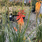 火炬花-木瓜冰棒