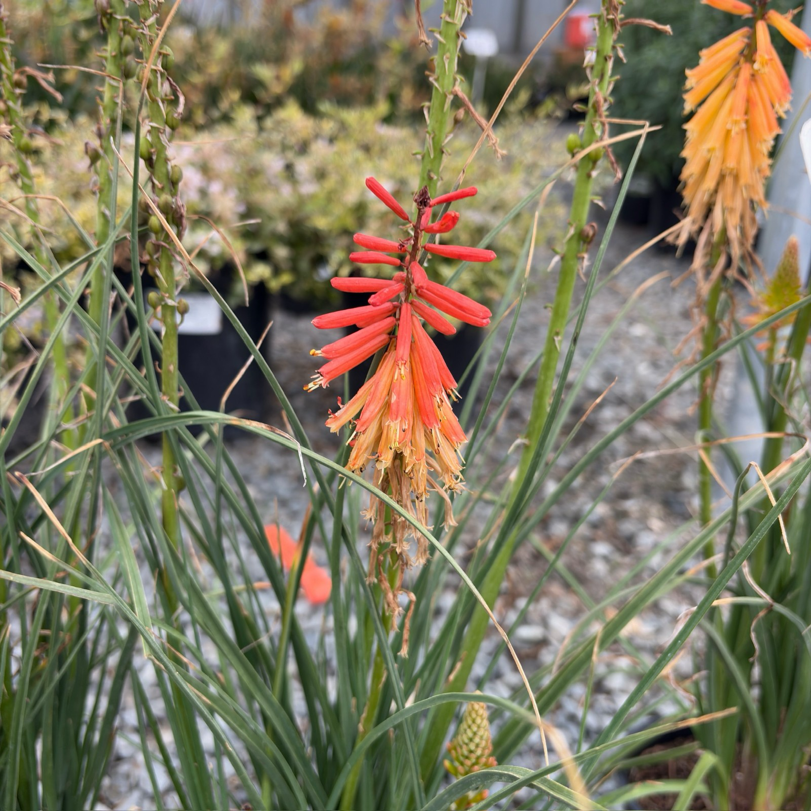 火炬花-木瓜冰棒