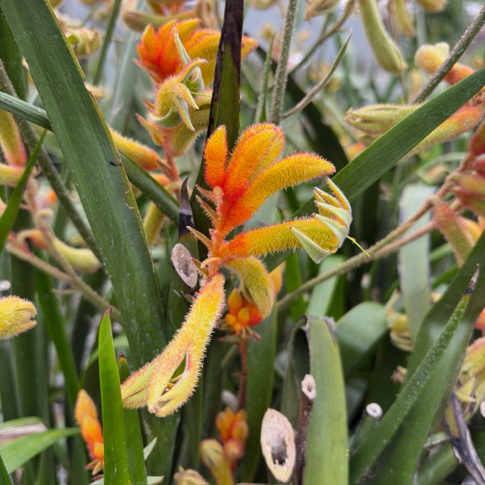 袋鼠爪-琥珀丝绒