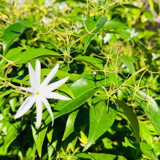 茉莉花-岭南茉莉