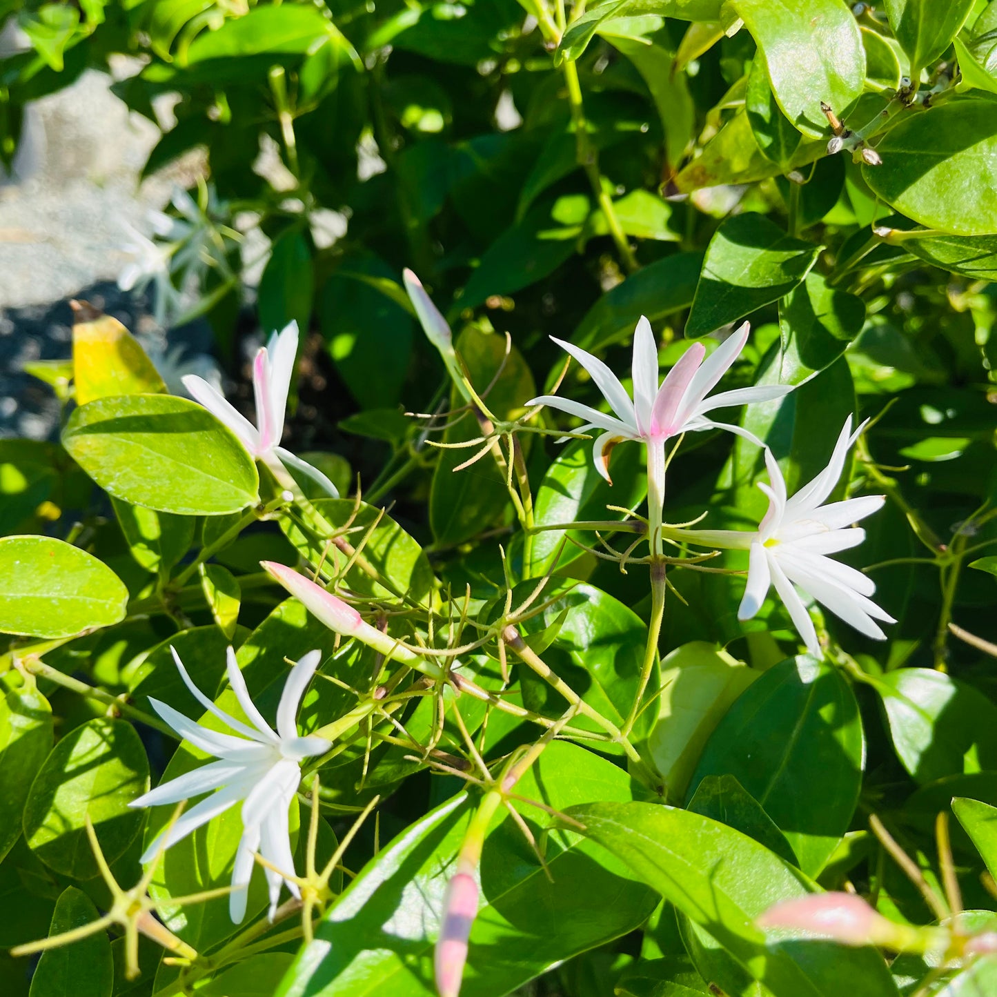 Jasmine-Lingnan Jasmine