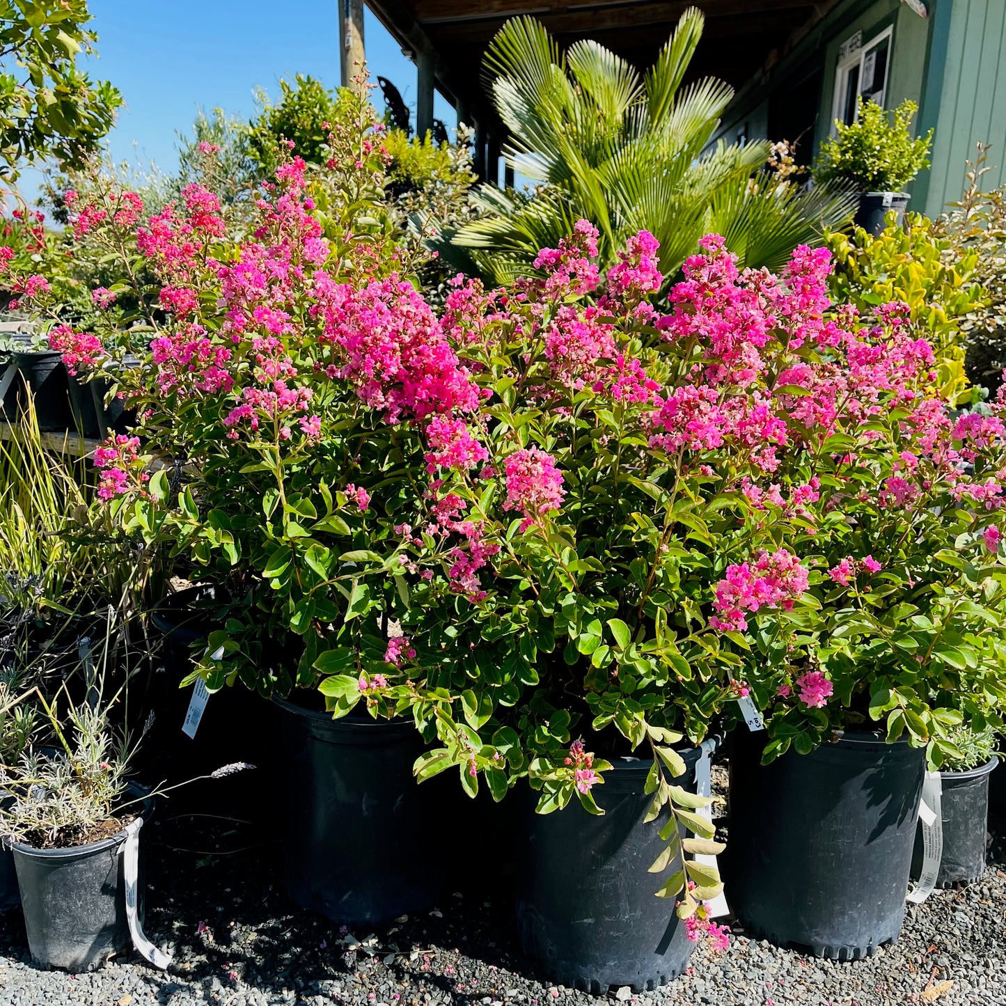 Crape Myrtle-Rose Red Crape Myrtle Tree