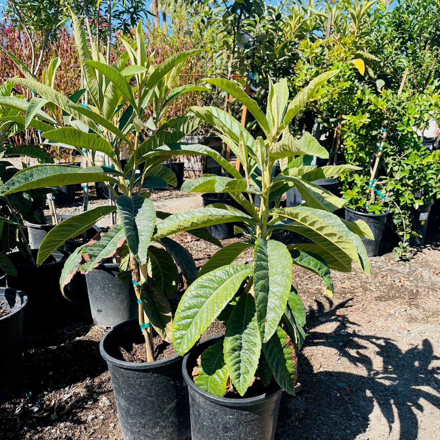 Loquat Tree-Golden Nugget Loquat