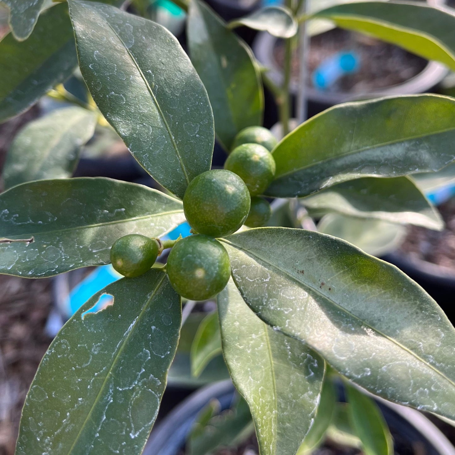 Kumquat Tree-Meihua Kumquat