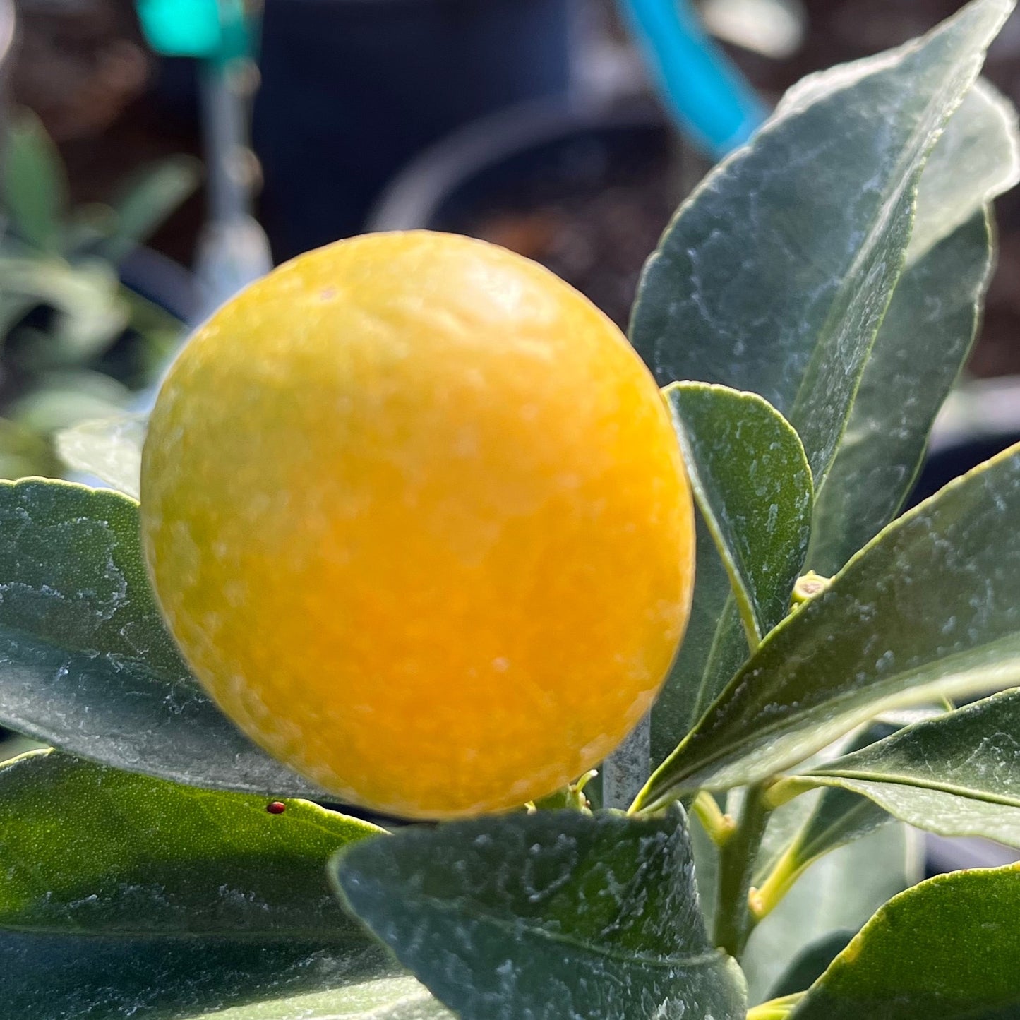 Kumquat Tree-Meihua Kumquat