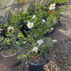 Setsugekka Camellia 
