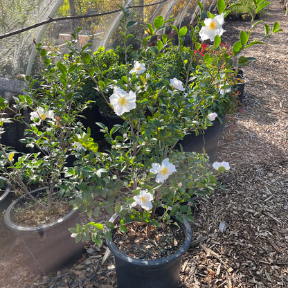 Camellia sasanqua - Snow and Moon Camellia