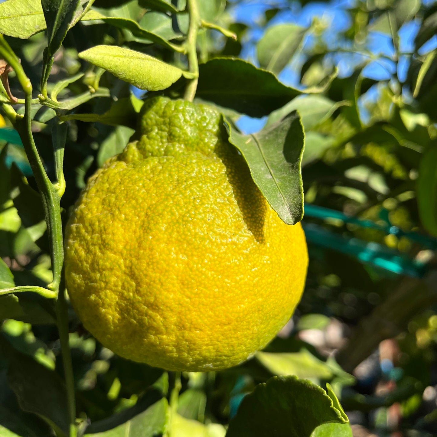 Citrus Trees - Ugly Orange