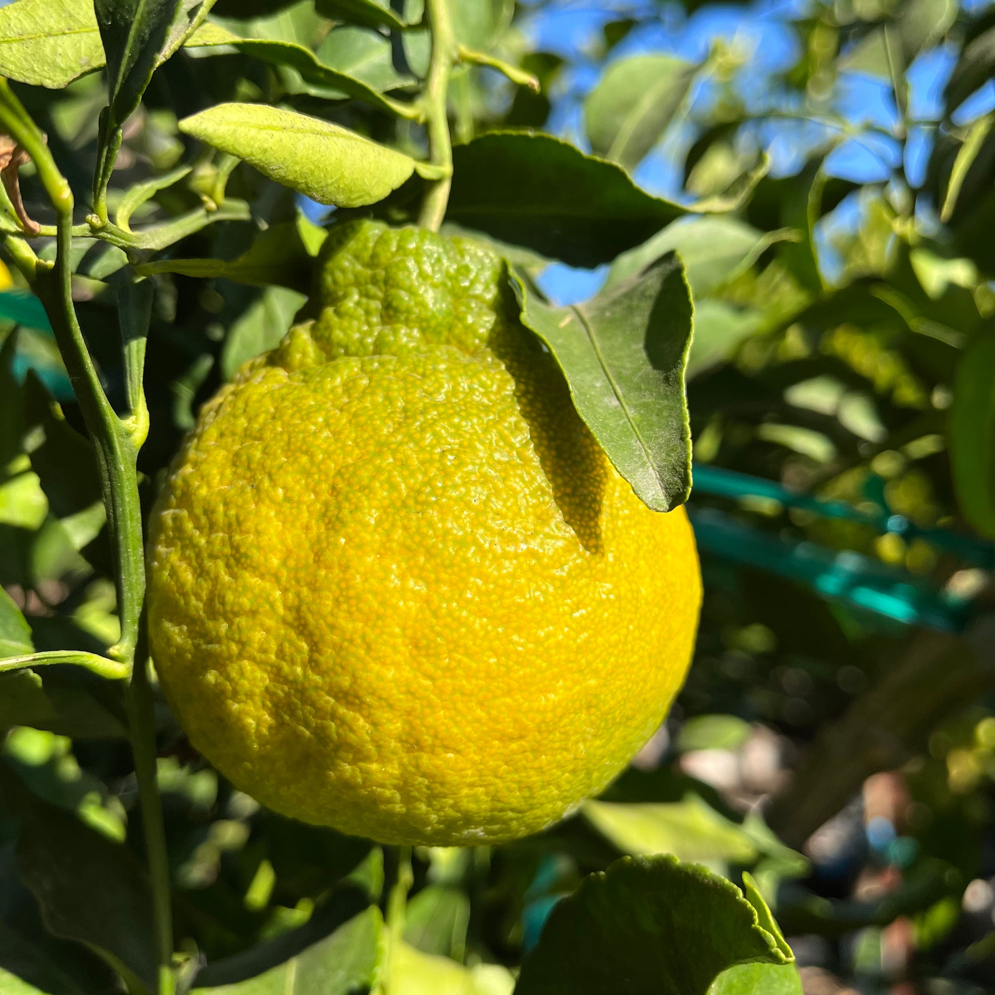 Sumo Mandarin