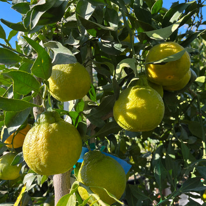 Citrus Trees - Ugly Orange