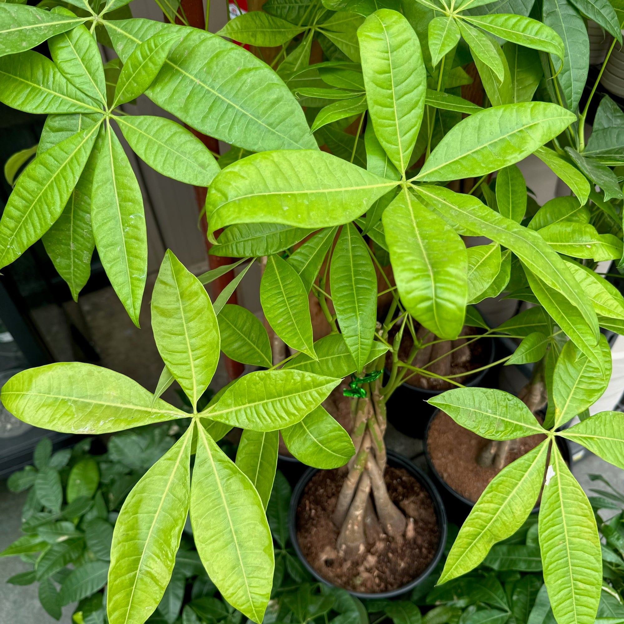 发财树