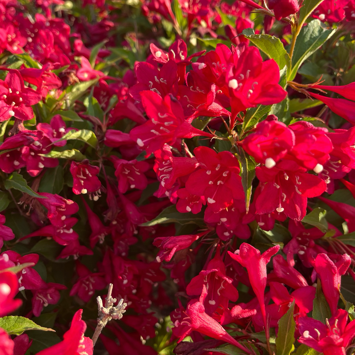 Variegated Dwarf Weigela