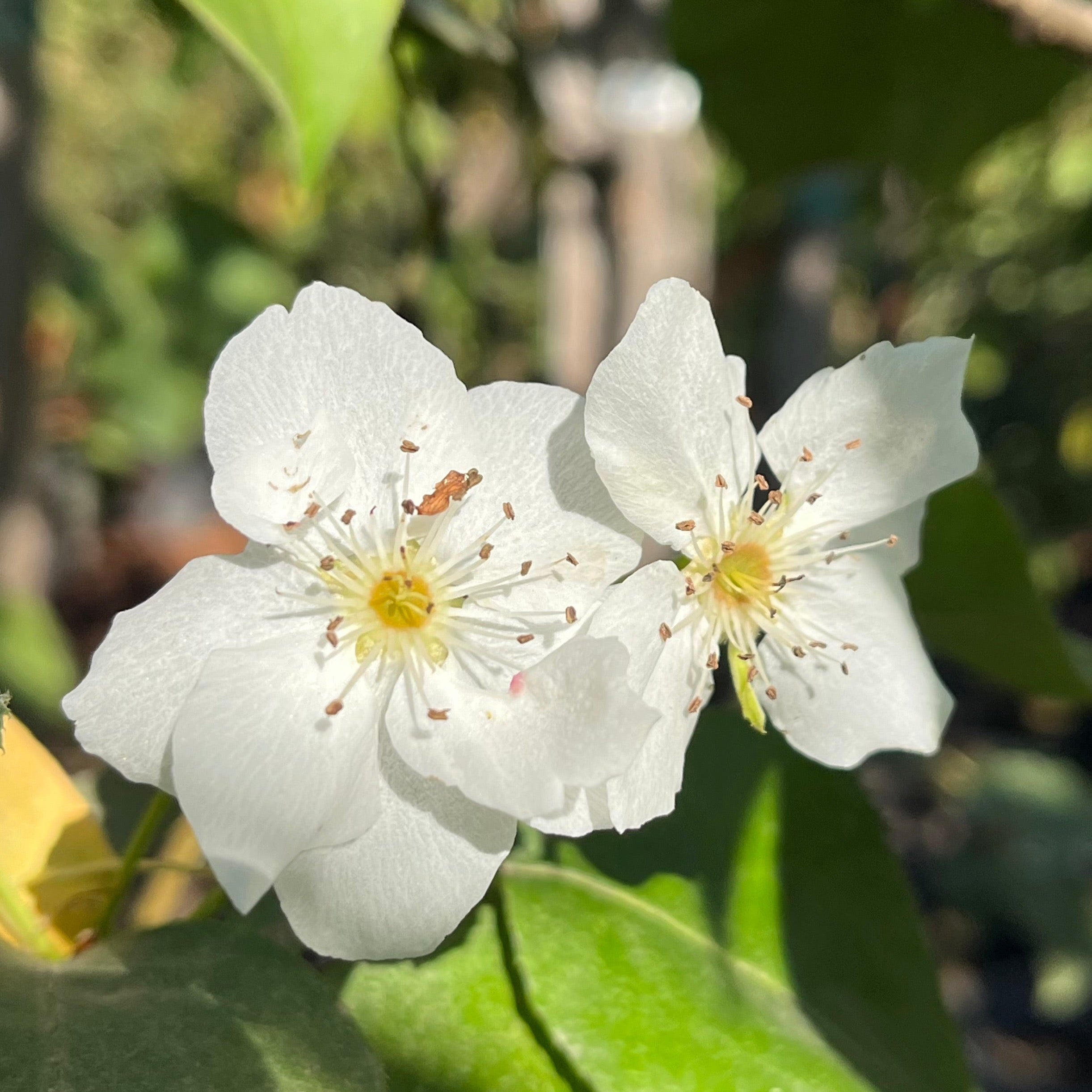 Hosui Pear 