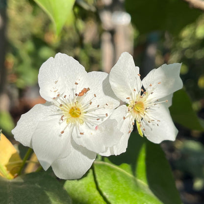 Asian Pear Trees – Feng Shui Pear