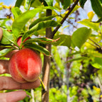 Peach Tree-Four-in-one Peach Tree