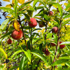 Peach Tree-Four-in-one Peach Tree