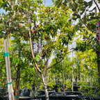 Peach Tree-Four-in-one Peach Tree
