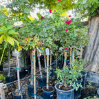 Rose-color of your choice, random variety