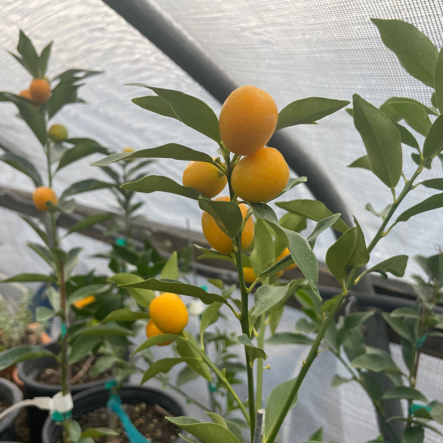 Kumquat Tree-Meihua Kumquat