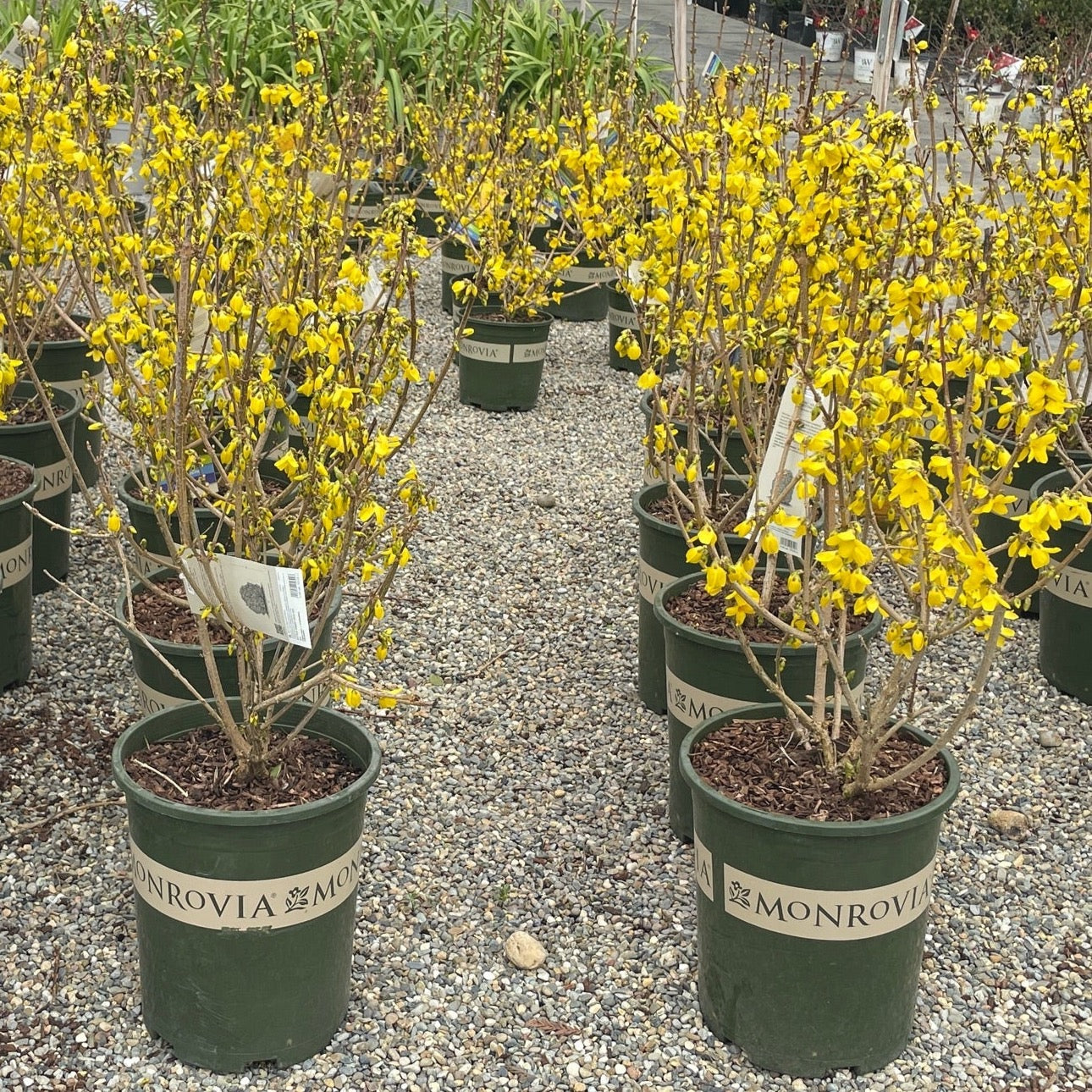 Winter jasmine tree - Campanula