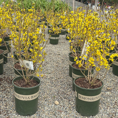 Winter jasmine tree - Campanula