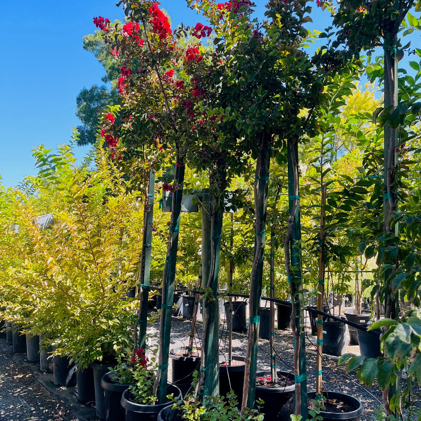 Red Crape Myrtle Tree