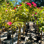 Rose-color of your choice, random variety