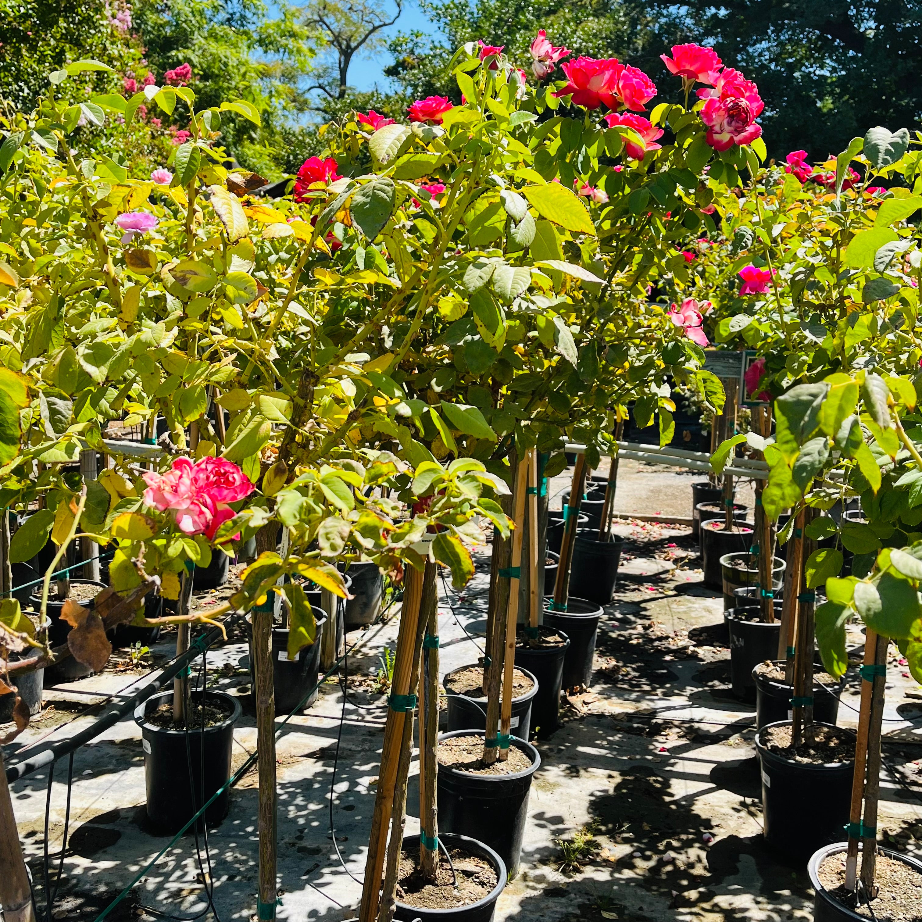 Rose-color of your choice, random variety