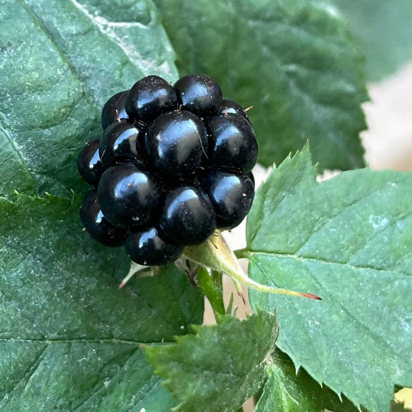 Blackberry Tree