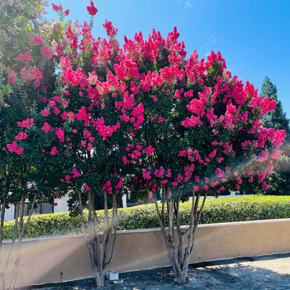 Crape Myrtle-Rose Red Crape Myrtle Tree