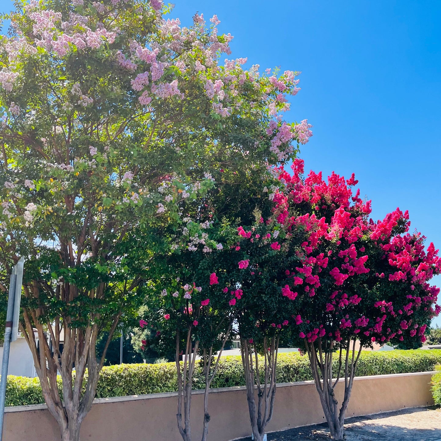 Crape Myrtle - Lavender Flowering Crape Myrtle Tree