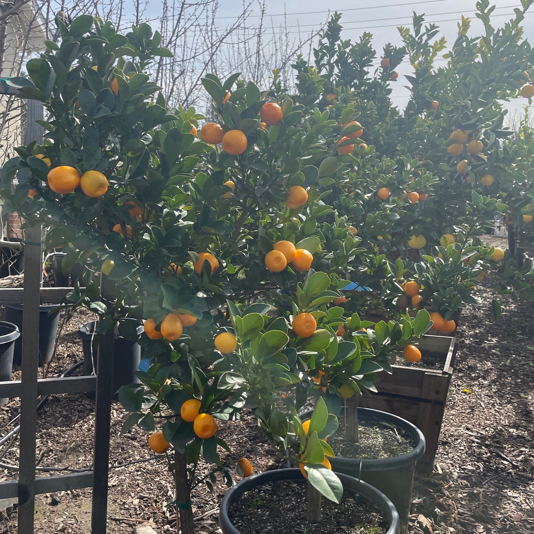 Sweet Kumquat