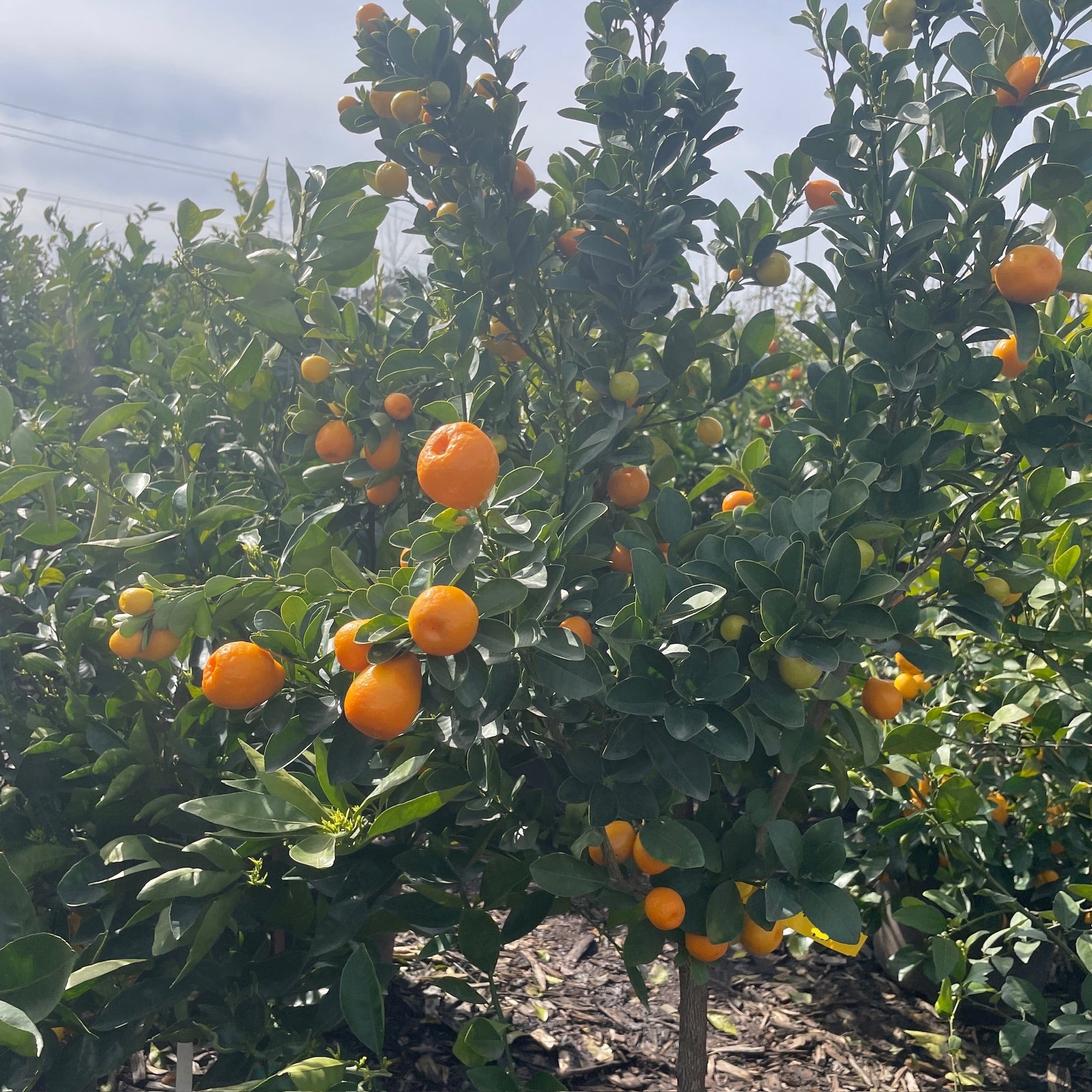 Sweet Kumquat