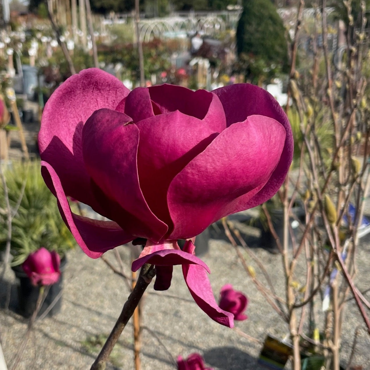Black Tulip Saucer Magnolia 