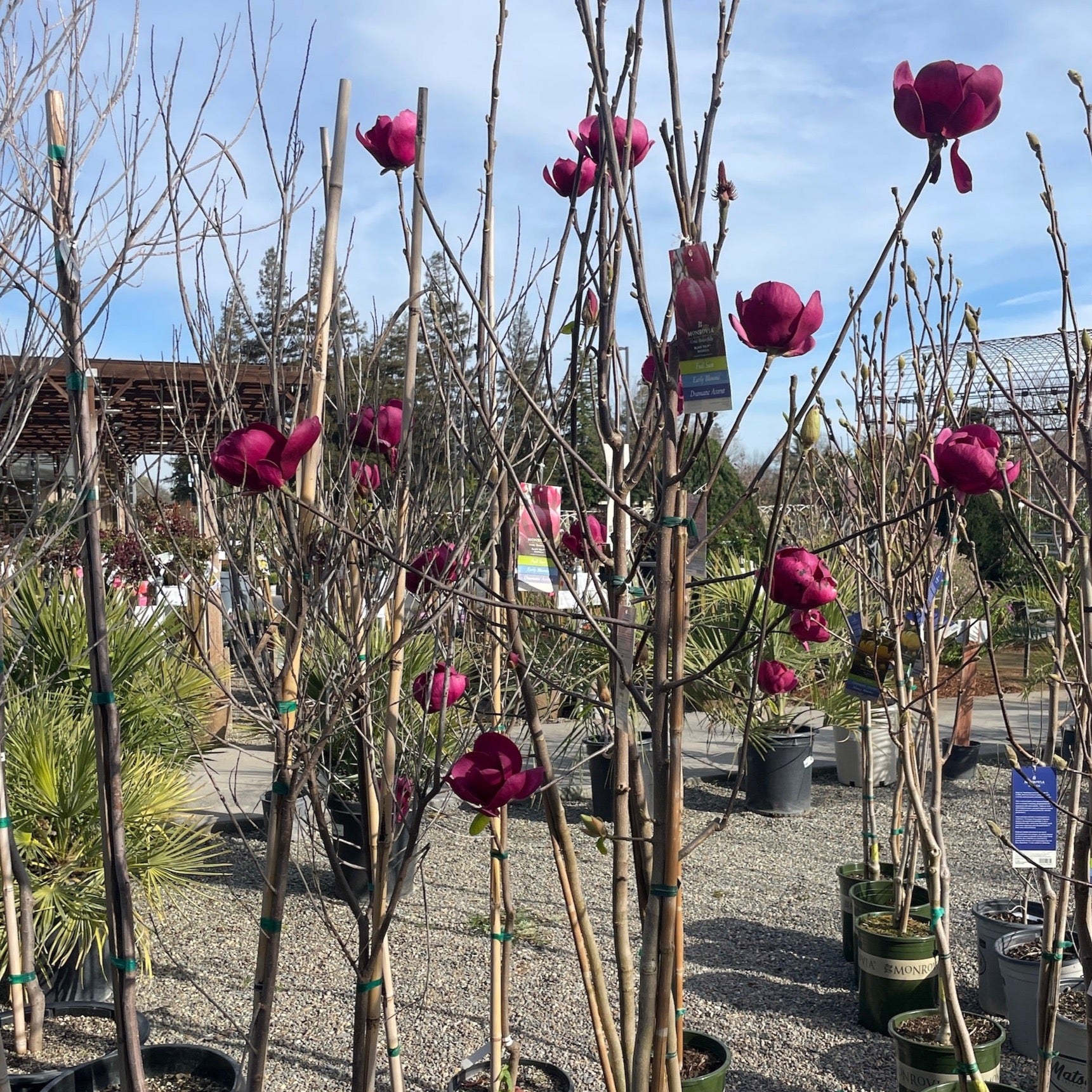 Black Tulip Saucer Magnolia 