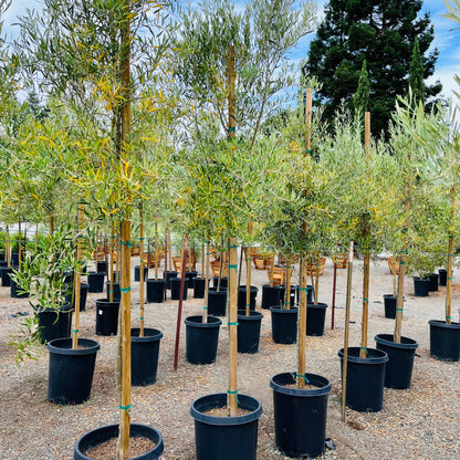 Olive Trees - Majestic Beauty