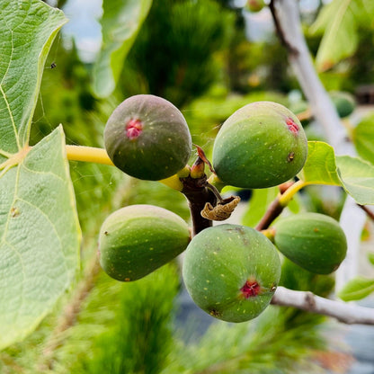 Fig Tree-Black Mission