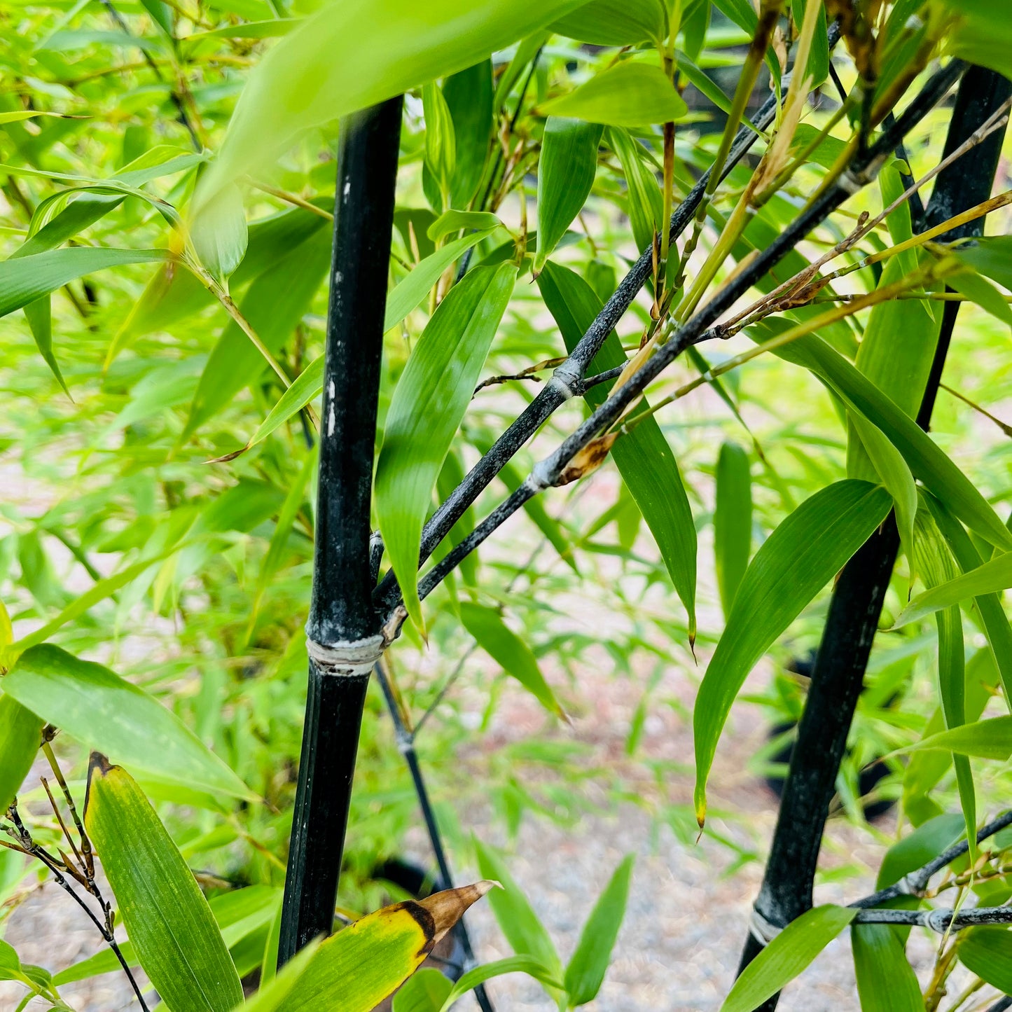 Bamboo-Black Bamboo/Purple Bamboo