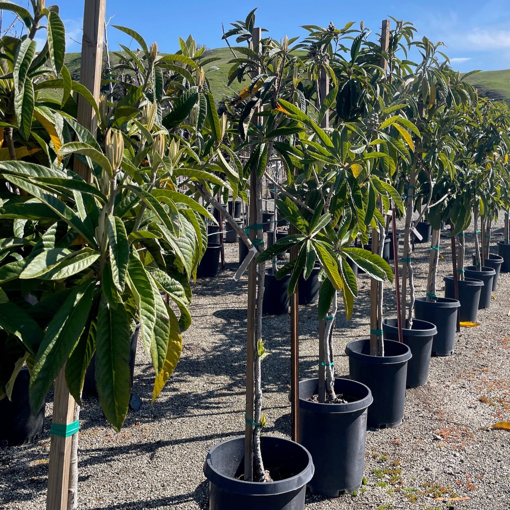 Fruiting loquat、Chinese Plum