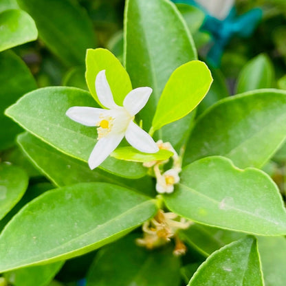 Kumquat Tree-Fuzhou Kumquat