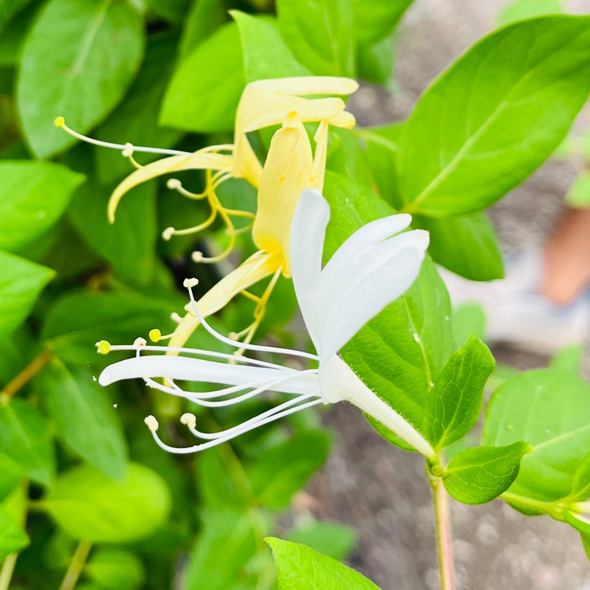 Halliana Japonica