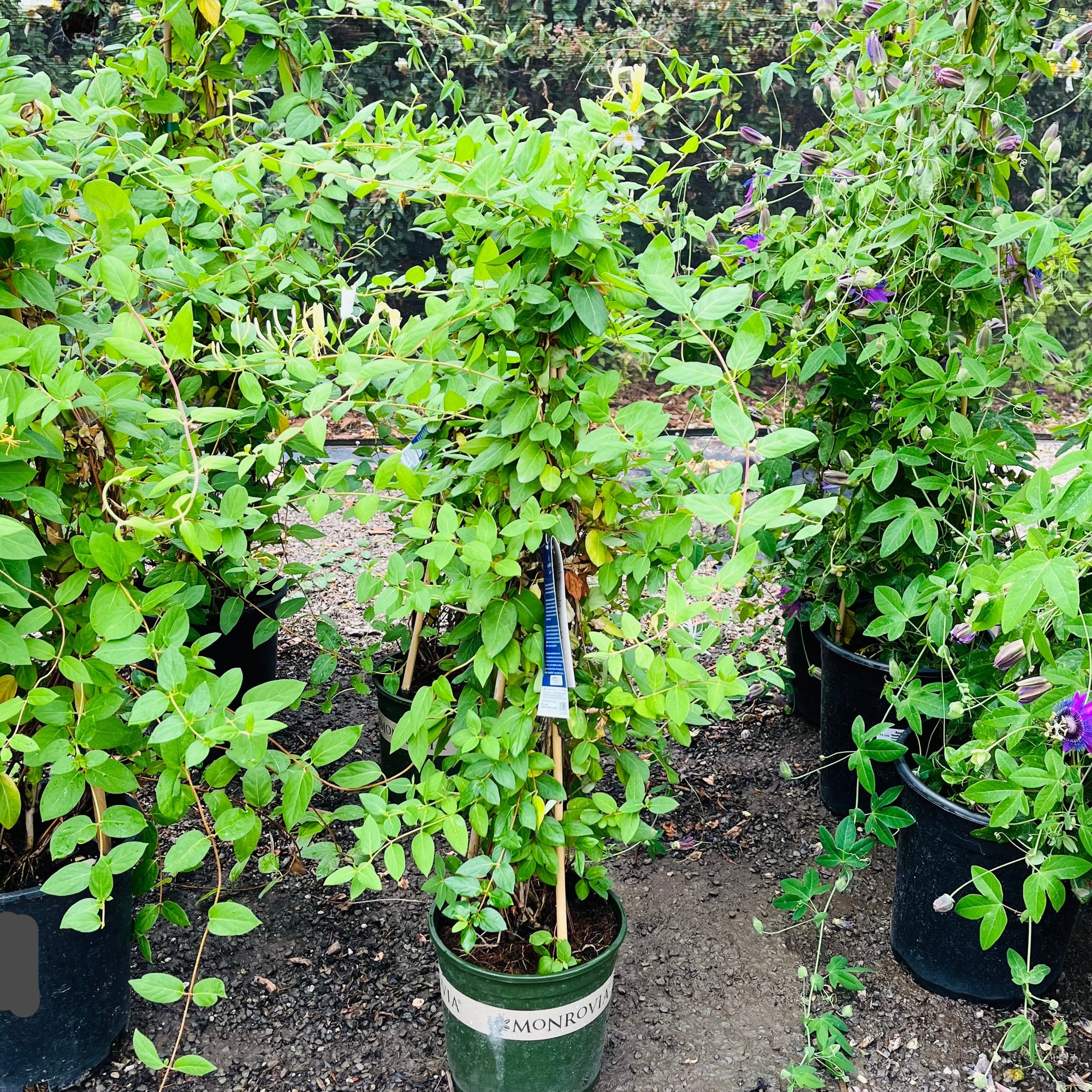 Halliana Japonica