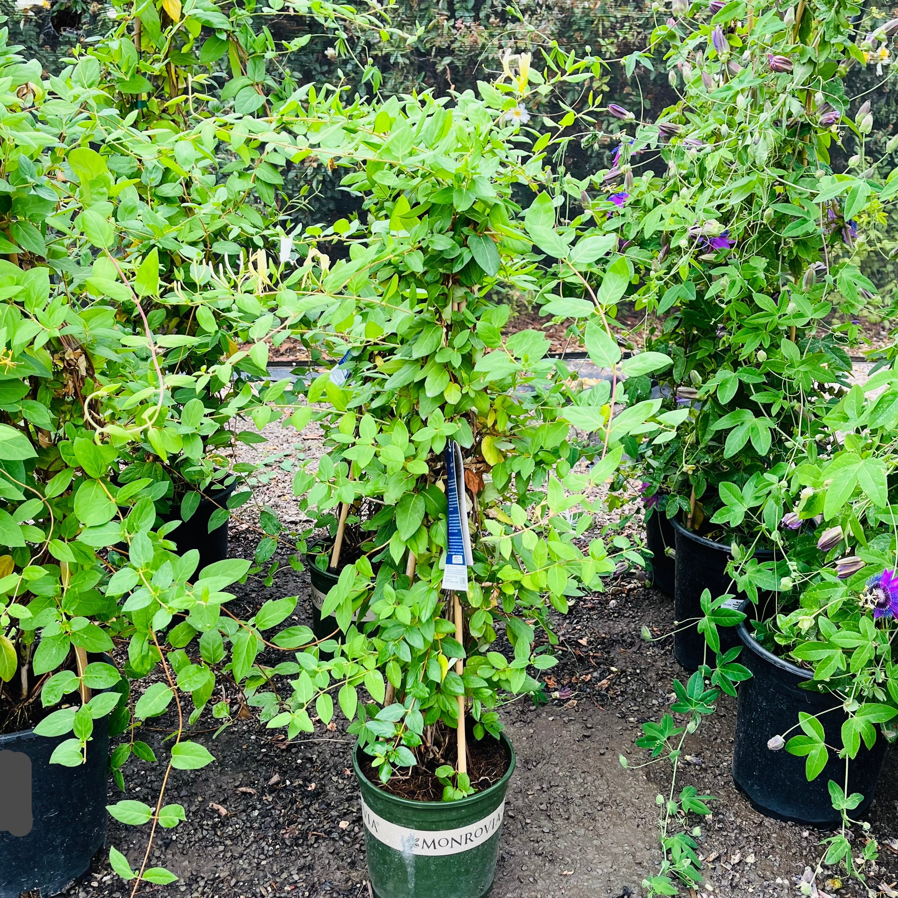 Halliana Japonica